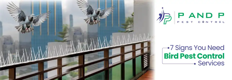 Bird Pest Control Services Bird Pest Control Services