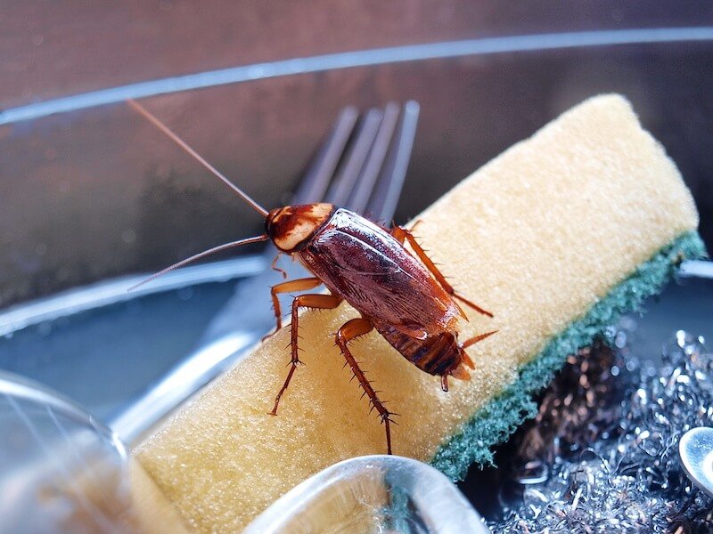 Visible Pests in Daylight