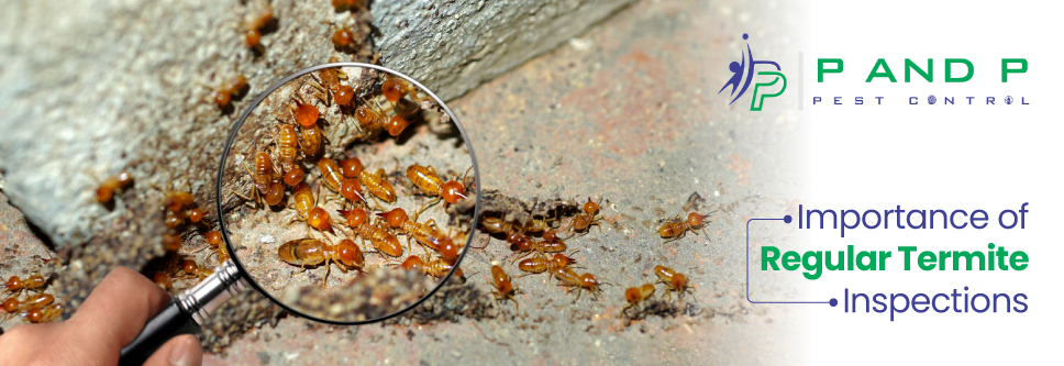 importance of regular termite inspections importance of regular termite inspections