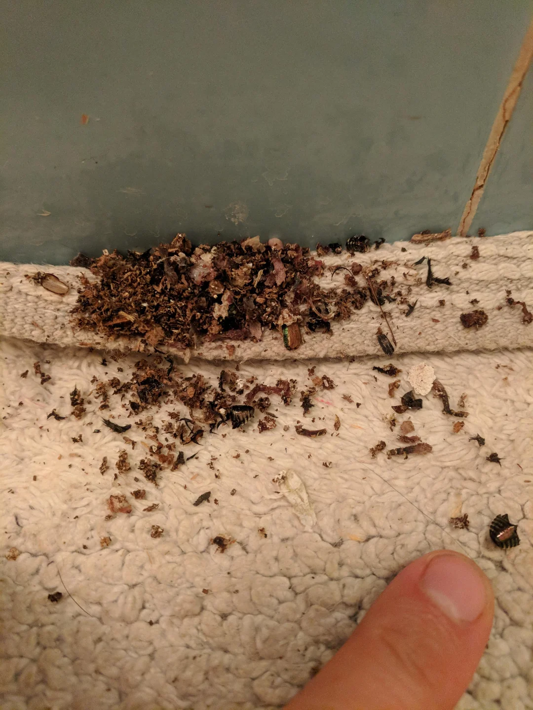 Former Dead Bugs