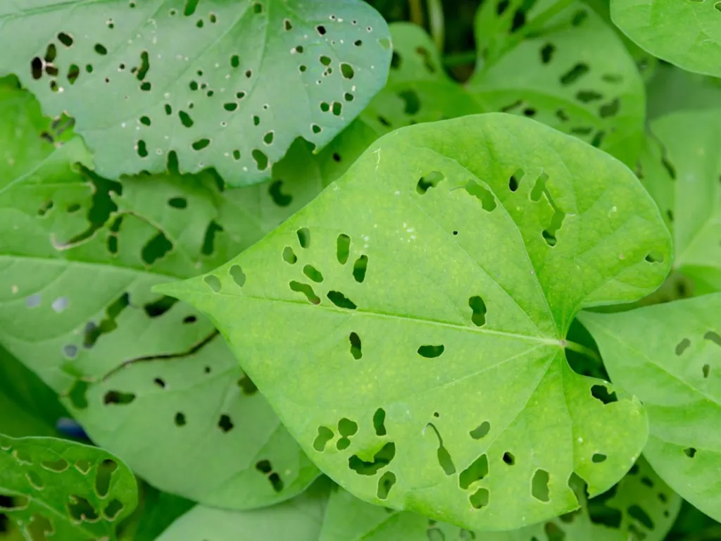 Damaged Plants or Lawns