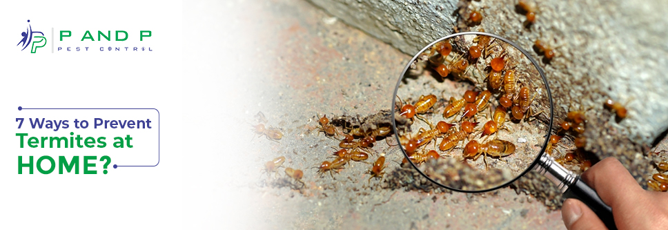 ways to prevent termites at home ways to prevent termites at home