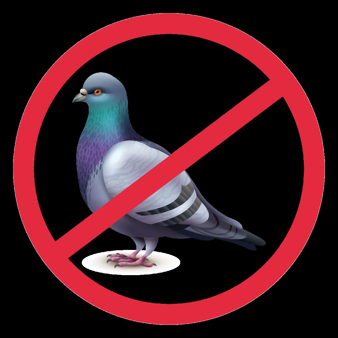 bird control in ahmedabad