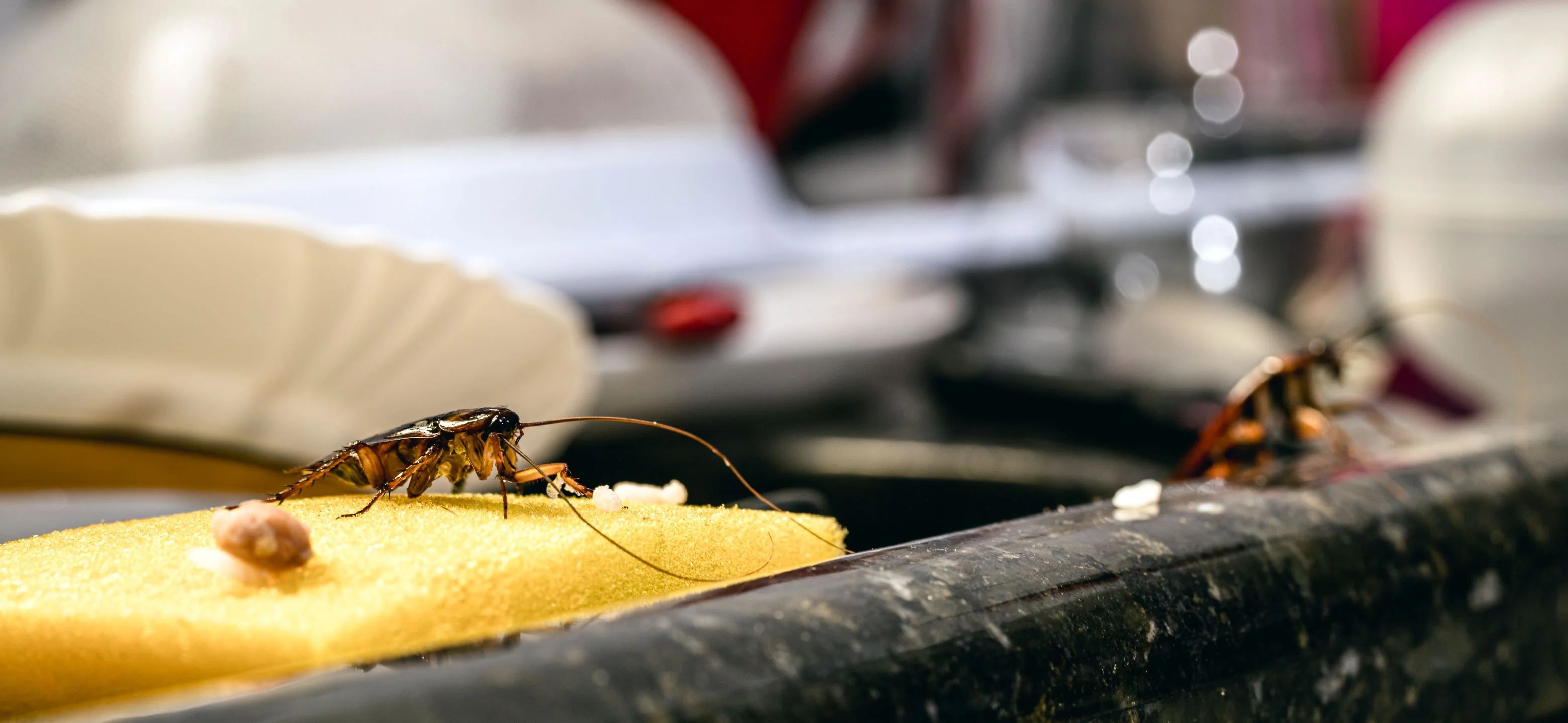 Cockroach Control Services