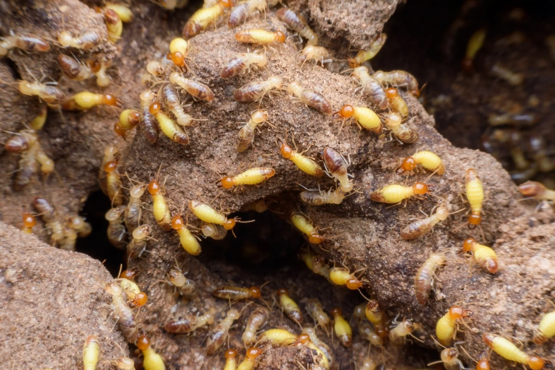 termite control in ahmedabad