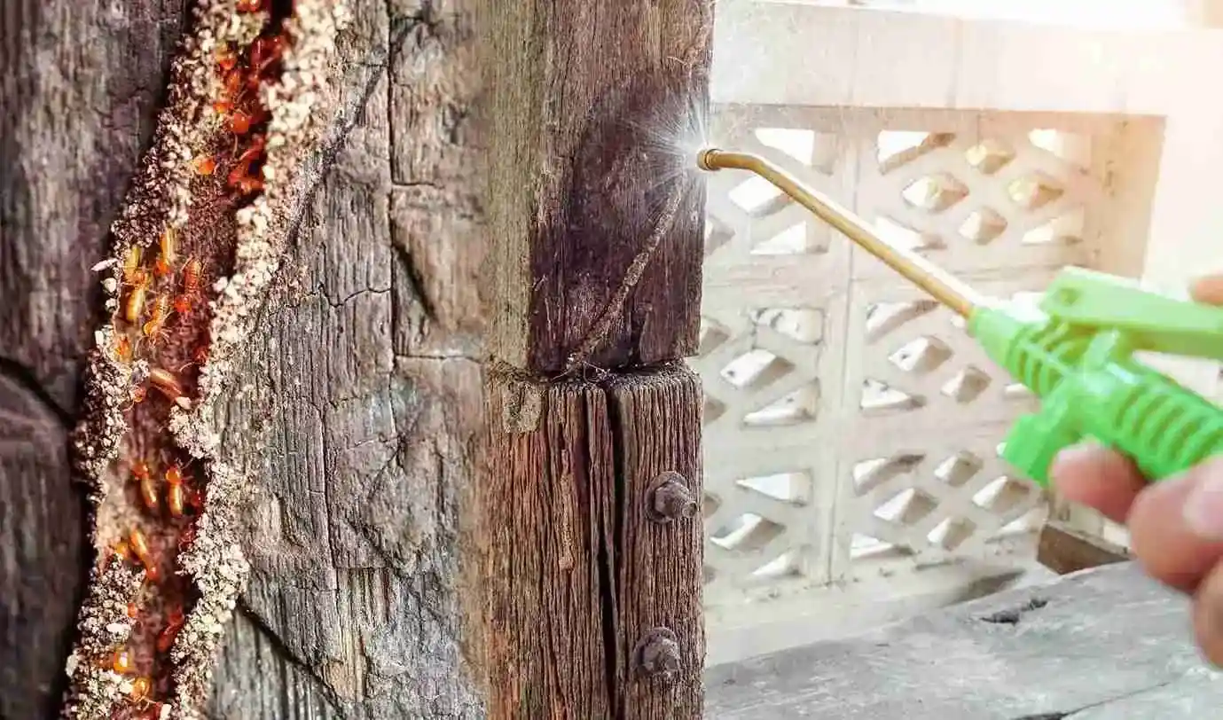 Termite Control Services