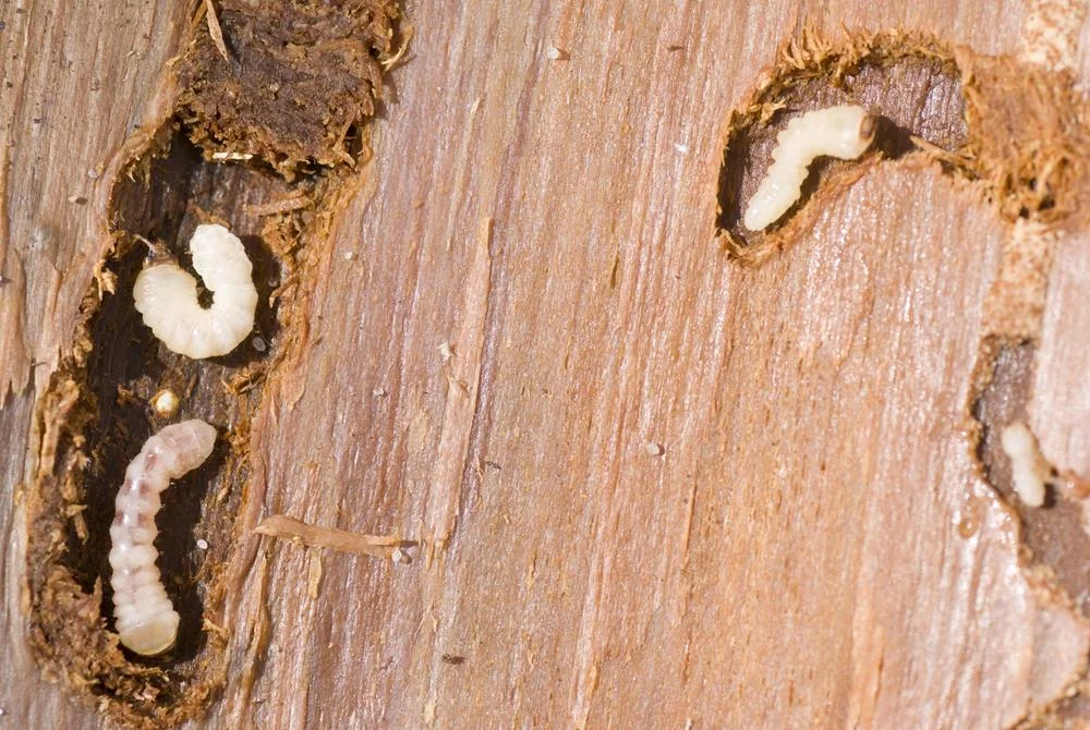 wood borer